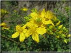 foto Fiori